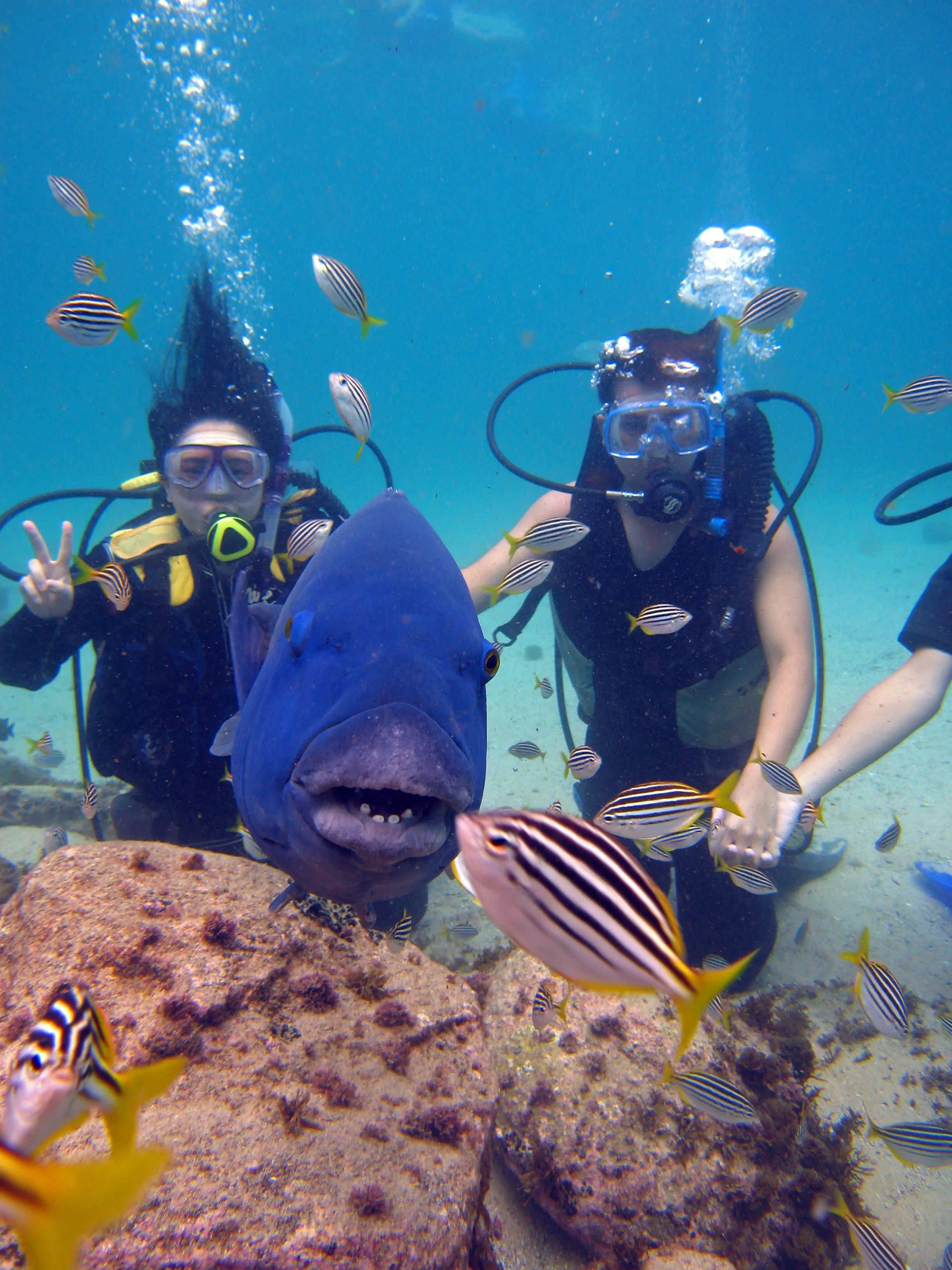 Discover Scuba Diving / Double Dive