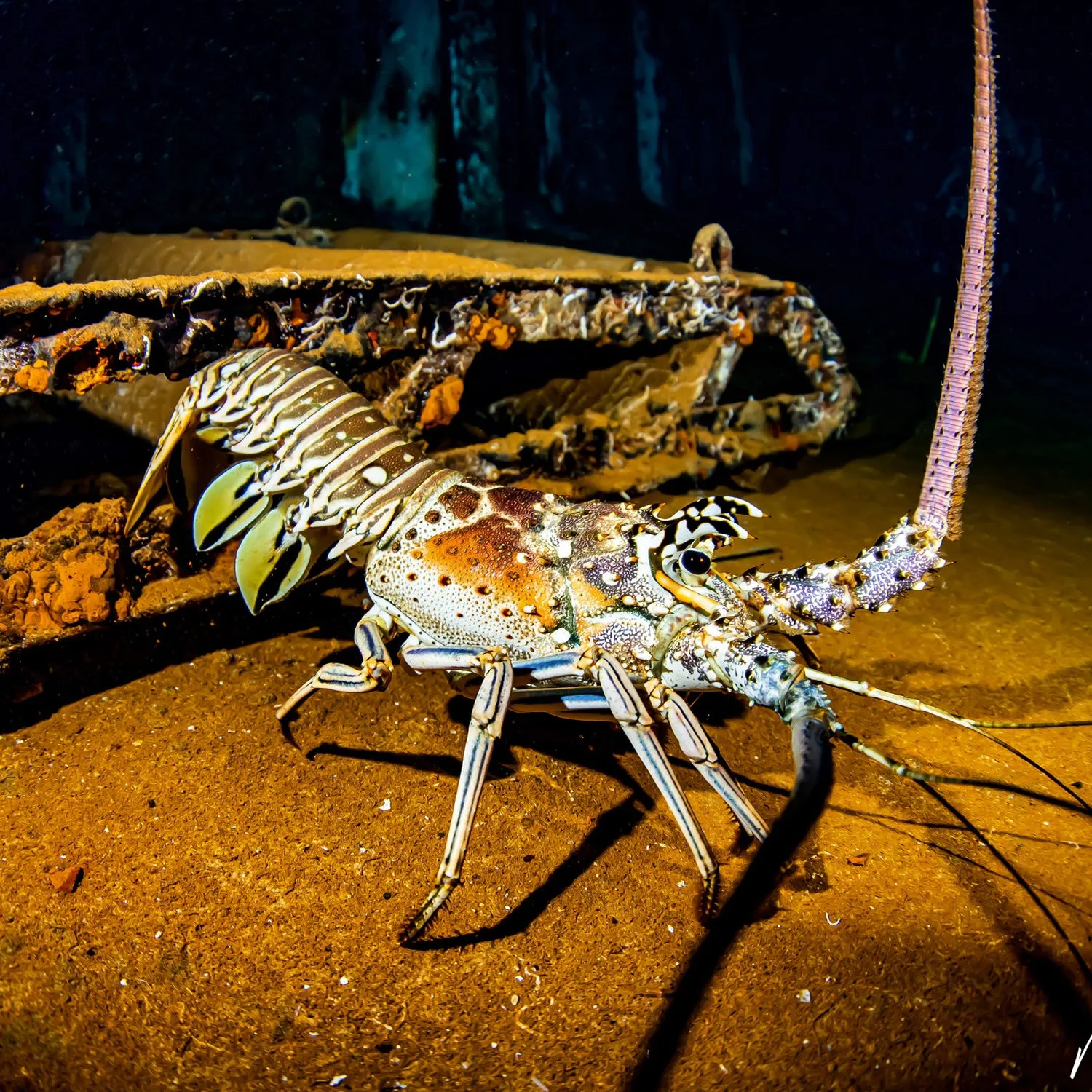 PADI NIGHT DIVER SPECIALTY COURSE